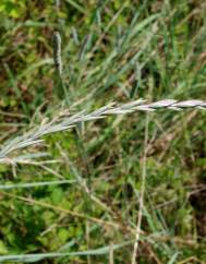 Elymus campestris