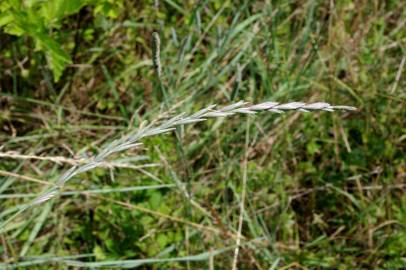 Fotografia da espécie Elymus campestris