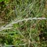 Fotografia 1 da espécie Elymus campestris do Jardim Botânico UTAD