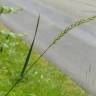 Fotografia 6 da espécie Elymus campestris do Jardim Botânico UTAD