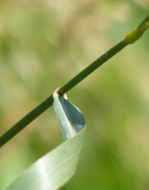 Fotografia 7 da espécie Elymus campestris no Jardim Botânico UTAD