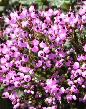 Fotografia 4 da espécie Erica umbellata no Jardim Botânico UTAD