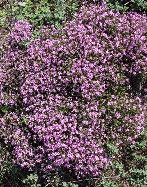 Fotografia 6 da espécie Erica umbellata no Jardim Botânico UTAD