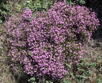 Fotografia da espécie Erica umbellata