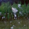 Fotografia 6 da espécie Eriophorum alpinum do Jardim Botânico UTAD