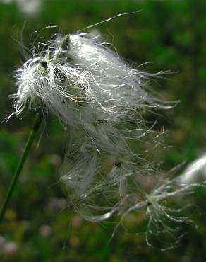 Fotografia 1 da espécie Eriophorum alpinum no Jardim Botânico UTAD