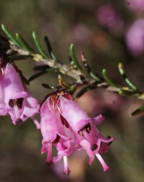 Fotografia 7 da espécie Erica erigena no Jardim Botânico UTAD