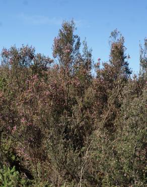 Fotografia 13 da espécie Erica erigena no Jardim Botânico UTAD