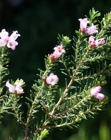 Fotografia de capa Erica erigena - do Jardim Botânico