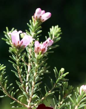 Fotografia 15 da espécie Erica erigena no Jardim Botânico UTAD