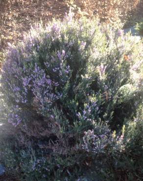 Fotografia 16 da espécie Erica erigena no Jardim Botânico UTAD