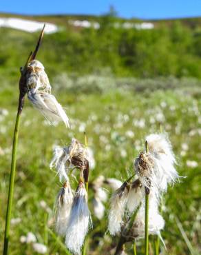 Fotografia 5 da espécie Eriophorum angustifolium no Jardim Botânico UTAD