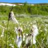 Fotografia 5 da espécie Eriophorum angustifolium do Jardim Botânico UTAD