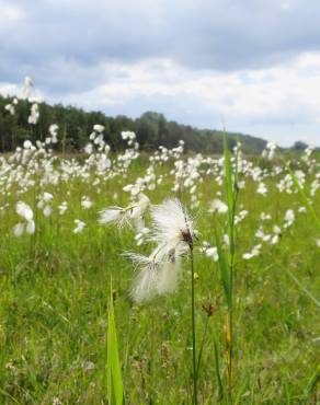 Fotografia 7 da espécie Eriophorum angustifolium no Jardim Botânico UTAD