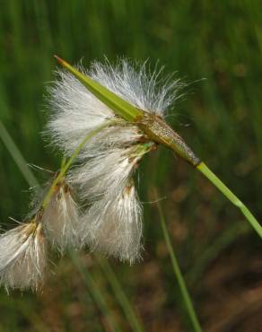 Fotografia 8 da espécie Eriophorum angustifolium no Jardim Botânico UTAD