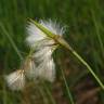 Fotografia 8 da espécie Eriophorum angustifolium do Jardim Botânico UTAD