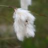 Fotografia 9 da espécie Eriophorum angustifolium do Jardim Botânico UTAD