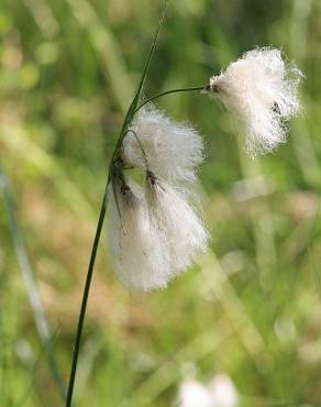 Fotografia 11 da espécie Eriophorum angustifolium no Jardim Botânico UTAD