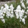 Fotografia 13 da espécie Eriophorum angustifolium do Jardim Botânico UTAD