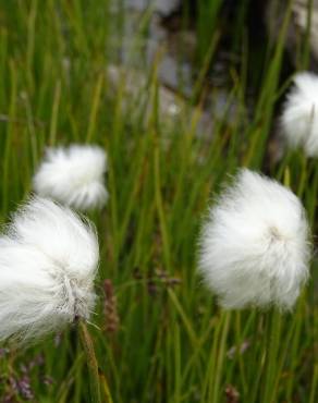 Fotografia 14 da espécie Eriophorum angustifolium no Jardim Botânico UTAD