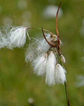 Fotografia 15 da espécie Eriophorum angustifolium no Jardim Botânico UTAD