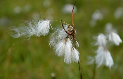 Fotografia da espécie Eriophorum angustifolium