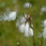 Fotografia 15 da espécie Eriophorum angustifolium do Jardim Botânico UTAD