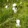 Fotografia 16 da espécie Eriophorum angustifolium do Jardim Botânico UTAD