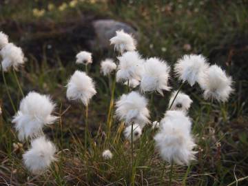 Fotografia da espécie Eriophorum angustifolium