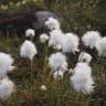 Fotografia 17 da espécie Eriophorum angustifolium do Jardim Botânico UTAD