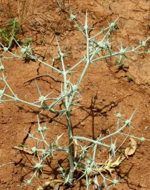 Fotografia 5 da espécie Eryngium corniculatum no Jardim Botânico UTAD