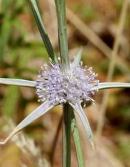 Eryngium corniculatum