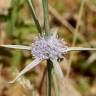 Fotografia 1 da espécie Eryngium corniculatum do Jardim Botânico UTAD