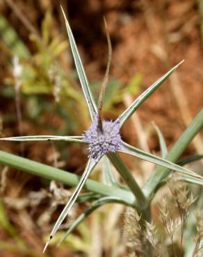 Fotografia 7 da espécie Eryngium corniculatum no Jardim Botânico UTAD