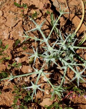 Fotografia 8 da espécie Eryngium corniculatum no Jardim Botânico UTAD