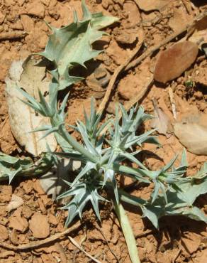 Fotografia 9 da espécie Eryngium corniculatum no Jardim Botânico UTAD