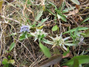 Fotografia da espécie Eryngium viviparum