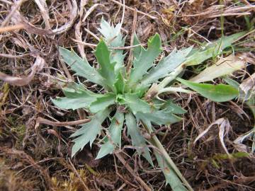 Fotografia da espécie Eryngium viviparum