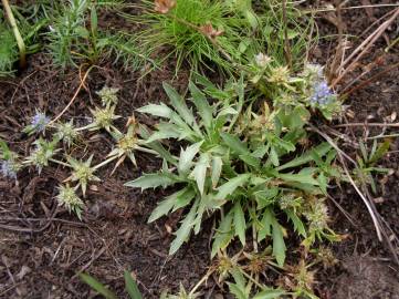 Fotografia da espécie Eryngium viviparum