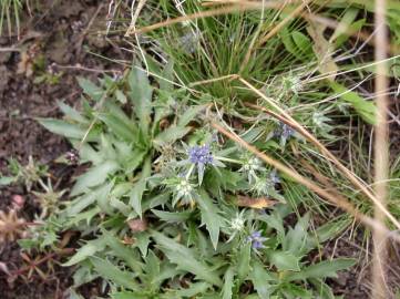 Fotografia da espécie Eryngium viviparum