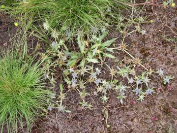 Fotografia da espécie Eryngium viviparum