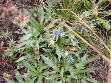 Fotografia da espécie Eryngium viviparum