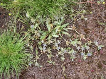 Fotografia da espécie Eryngium viviparum