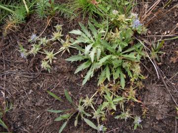 Fotografia da espécie Eryngium viviparum