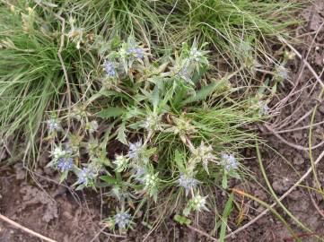Fotografia da espécie Eryngium viviparum