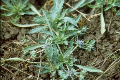 Fotografia da espécie Eryngium viviparum