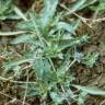 Fotografia 13 da espécie Eryngium viviparum do Jardim Botânico UTAD