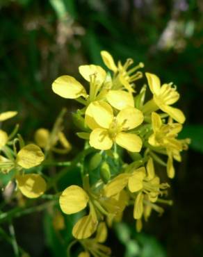 Fotografia 1 da espécie Erucastrum nasturtiifolium subesp. nasturtiifolium no Jardim Botânico UTAD