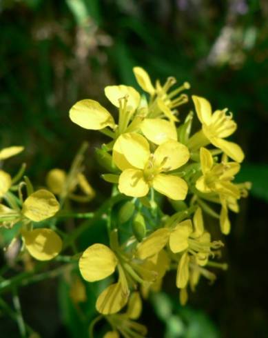 Fotografia de capa Erucastrum nasturtiifolium subesp. nasturtiifolium - do Jardim Botânico