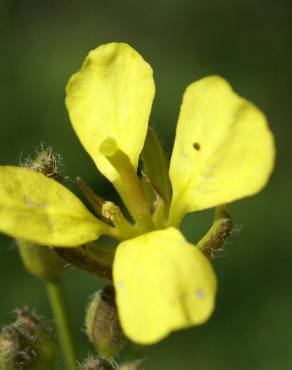 Fotografia 3 da espécie Erucastrum nasturtiifolium subesp. nasturtiifolium no Jardim Botânico UTAD